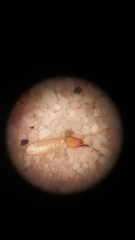 Cahuallitermes intermedius