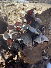 Auricularia