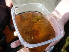 Utricularia australis