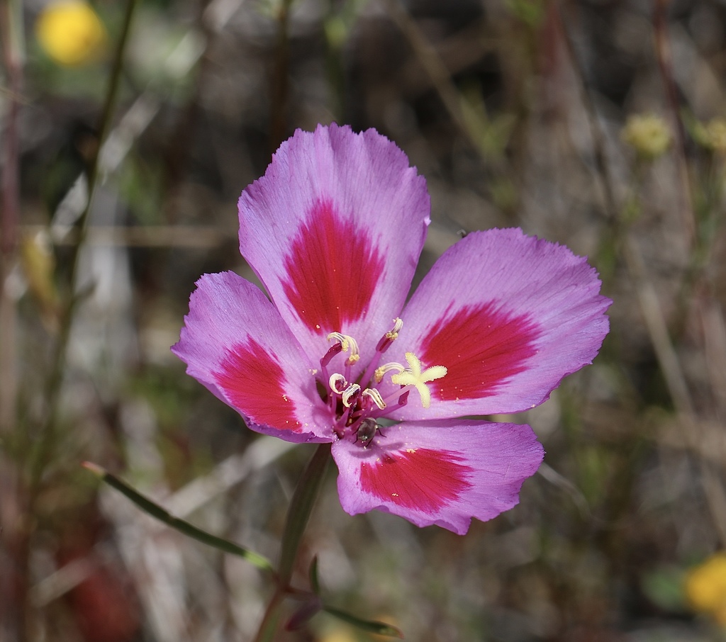 Red Ribbons, Clarkia concinna