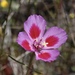 Clarkia - Photo (c) Morgan Stickrod, some rights reserved (CC BY-NC), uploaded by Morgan Stickrod