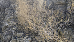 Fagonia laevis
