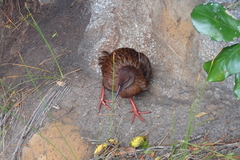 Gallirallus australis scotti