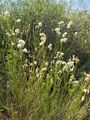 Baccharis spartioides