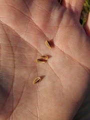 Menodora decemfida
