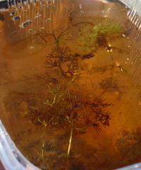 Utricularia australis