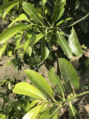 Diospyros nigra