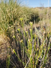 Menodora decemfida