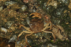 Trichodactylus