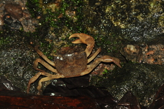 Trichodactylus