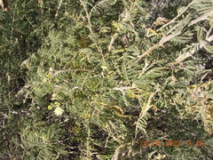 Mimosa quitensis