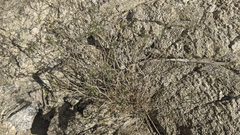 Fagonia laevis