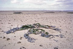 Welwitschia mirabilis image