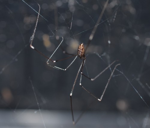 Pale Cellar Spider photo 5