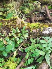 Specklinia
