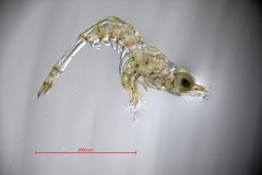 Crangon alaskensis