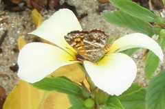 Aricoris campestris
