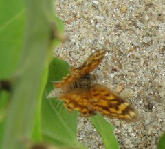 Aricoris campestris