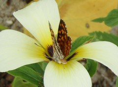 Aricoris campestris