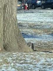 Sciurus carolinensis