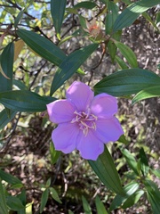 Melastoma septemnervium