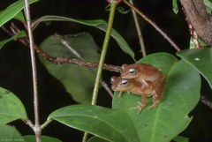 Raorchestes luteolus