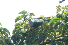 Ptilinopus leclancheri