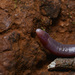 Plum-colored Worm Lizard - Photo (c) Tomás Carranza Perales, some rights reserved (CC BY), uploaded by Tomás Carranza Perales