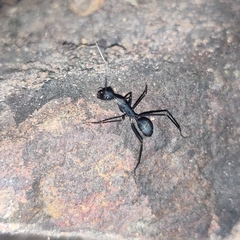 Camponotus angusticollis