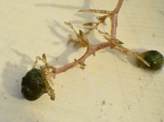 Utricularia purpurea