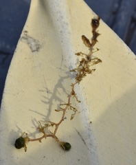 Utricularia purpurea