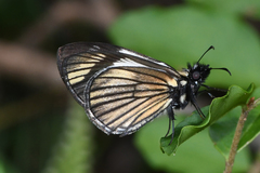 Heliopetes ochroleuca