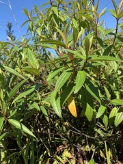 Melastoma septemnervium