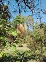 Acer negundo mexicanum