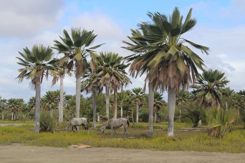 Copernicia gigas