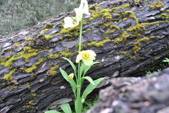 Meconopsis sulphurea