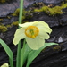 Meconopsis sulphurea - Photo (c) ed_shaw, some rights reserved (CC BY-NC)