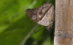 Archaeoprepona amphimachus