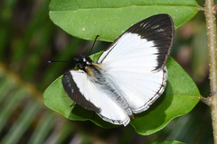 Heliopetes ochroleuca