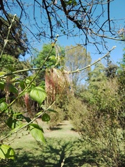 Acer negundo mexicanum