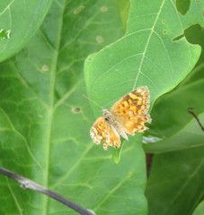 Aricoris campestris