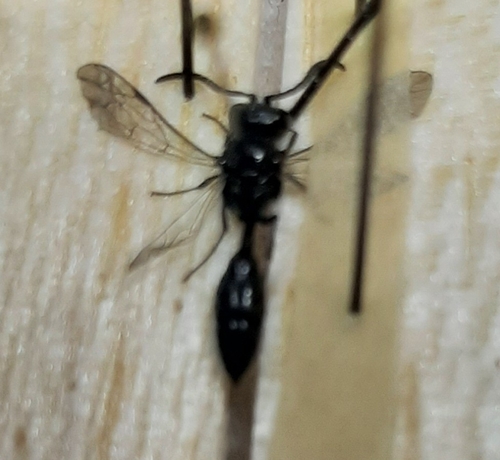 Mimumesa atratina