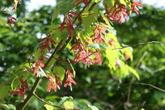 Acer crataegifolium