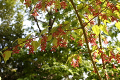 Acer crataegifolium