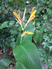 Canna indica