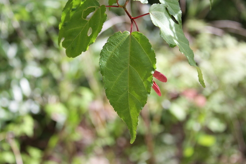 Acer crataegifolium · NaturaLista Colombia