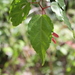 Acer crataegifolium - Photo (c) harum.koh,  זכויות יוצרים חלקיות (CC BY-SA), הועלה על ידי harum.koh