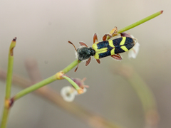 Trichodes peninsularis