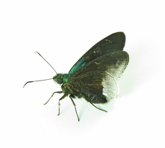 Telegonus alardus