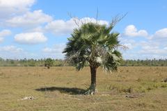 Copernicia curtissii